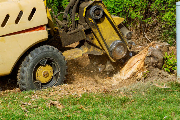 Best Local Tree Services  in Dover, TN